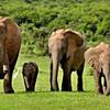 Отель Umlambo River Lodge, фото 7