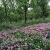 Отель Azoyan Holiday Resort, фото 10