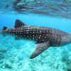 Отель Maldives Guests House Whale Shark Inn, фото 16