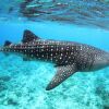 Отель Maldives Guests House Whale Shark Inn, фото 15