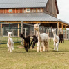 Отель Sabamba Alpaca Ranch, фото 6