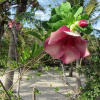 Отель Pousada Flamboyant, фото 8