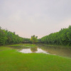 Отель V Resorts Chambal Paradise Resort, фото 13