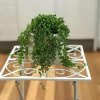 Отель Tyntynder Garden Cottage 2, фото 8