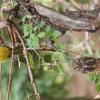 Отель Marula Cottage, фото 10
