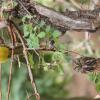 Отель Marula Cottage, фото 7