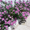Отель Villa Formosa, фото 9