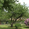 Отель B&B Viale dei Pini, фото 4