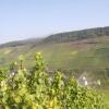 Отель Weingut Matthias Dauns, фото 5