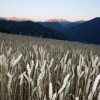 Отель Haflingerhof, фото 9