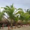 Отель Puerto Arturo, фото 6