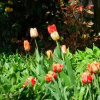 Отель Flóra Apartman, фото 6