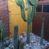 Отель Hostal Cactus, фото 4