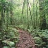 Отель Goomburra Forest Retreat, фото 6