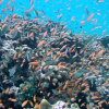 Отель Arpen Bungalow Iboih, фото 5