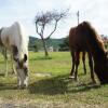 Отель York Horse Riding Club, фото 8