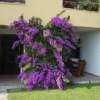 Отель Apartment Bougainvillea, фото 8