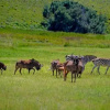 Отель Remi Lodge, фото 16
