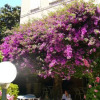 Отель Hôtel Les Palmiers, фото 14