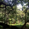Отель Galaxy Jungle Huts, фото 4