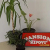Отель Pansion Kipovi, фото 11