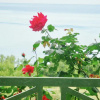 Отель Residence Surella, фото 6