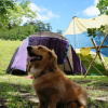 Отель Ume Camping Village, фото 5