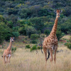 Отель Thaba Manzi Ranch, фото 9