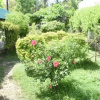 Отель nilaveli palm house, фото 5