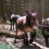 Отель Gites-Clairiere-Ardenne, фото 6