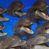 Отель Studio Vue Mer aux Trois-Îlets, фото 11