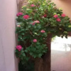 Отель Poggio del Cervo, фото 3