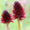 Отель La Nigritella, фото 6