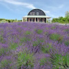 Отель Lavender Hill, фото 7