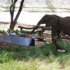 Отель Elephant Bedroom Camp - Samburu, фото 12