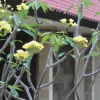 Отель Lala Home Stay, фото 6