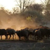 Отель Tulela Safari Lodge, фото 8