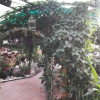 Отель Gunters Gasthaus, фото 3