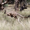Отель Outback Cellar & Country Cottage, фото 10