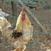 Отель Azienda Agrituristica Baglio Carta, фото 8