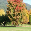 Отель Bavarian Orchard Motel, фото 9