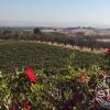 Отель Hidden Acre Vineyard, фото 8