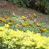Отель El Jardín de los Colibríes - Pereira, Risaralda, фото 6