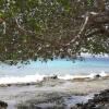 Отель Kas Dolphin Sabal palm Bonaire, фото 8