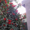 Отель Raja Rani- Homestay, фото 2