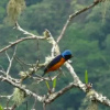 Отель Boquete River Inn, фото 5