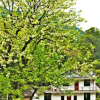 Отель Wu Yuan Smile Family Guest House, фото 11