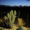 Отель Botanical Park Garden Cactus, фото 5