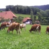 Отель Deckerhof, фото 2