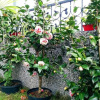 Отель Chelsea Homestay, фото 3